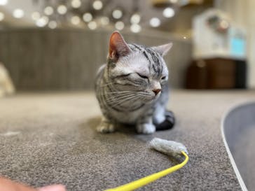 猫カフェモカ　立川店に投稿された画像（2022/5/14）