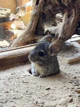 長崎バイオパークに投稿された画像（2022/5/14）