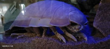 大分マリーンパレス水族館 「うみたまご」に投稿された画像（2022/5/14）