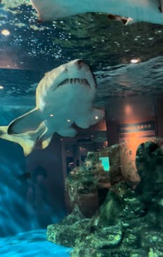 しながわ水族館に投稿された画像（2022/5/14）