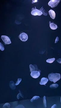 サンシャイン水族館に投稿された画像（2022/5/14）