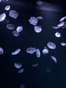 サンシャイン水族館に投稿された画像（2022/5/14）