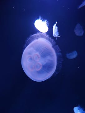 サンシャイン水族館に投稿された画像（2022/5/14）