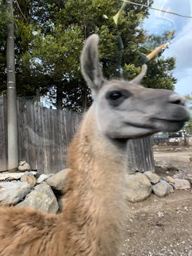 那須サファリパークに投稿された画像（2022/5/14）