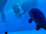 上越市立水族博物館 うみがたりに投稿された画像（2022/5/14）