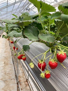 いのさんの観光農園に投稿された画像（2022/5/14）