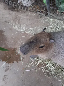 神戸どうぶつ王国に投稿された画像（2022/5/14）