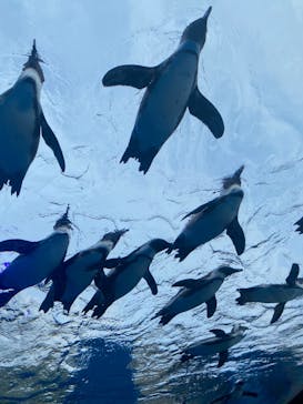 サンシャイン水族館に投稿された画像（2022/5/14）
