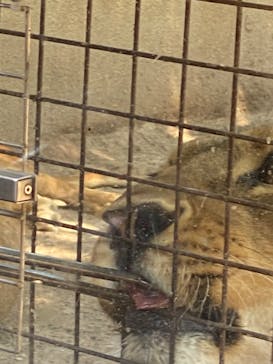 群馬サファリパークに投稿された画像（2022/5/14）