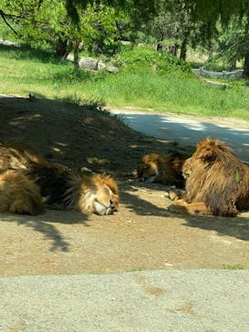 群馬サファリパークに投稿された画像（2022/5/14）