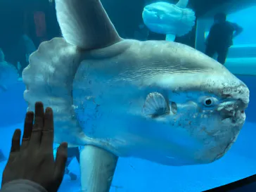 横浜・八景島シーパラダイスに投稿された画像（2022/5/14）