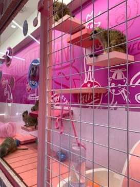 原宿かわいい動物園に投稿された画像（2022/5/14）