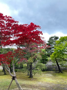 元離宮二条城に投稿された画像（2022/5/14）