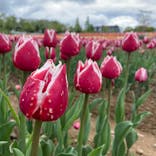 牧歌の里に投稿された画像（2022/5/14）