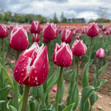 牧歌の里に投稿された画像（2022/5/14）