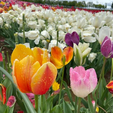 牧歌の里に投稿された画像（2022/5/14）