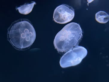 サンシャイン水族館に投稿された画像（2022/5/14）