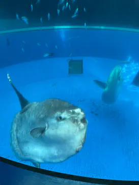 横浜・八景島シーパラダイスに投稿された画像（2022/5/14）