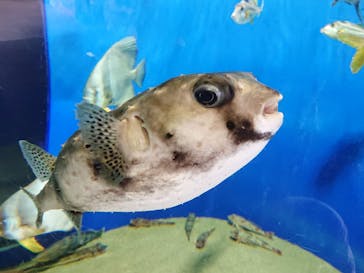 アクアワールド茨城県大洗水族館に投稿された画像（2022/5/14）