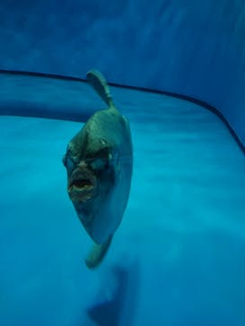 アクアワールド茨城県大洗水族館に投稿された画像（2022/5/14）