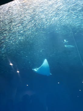 名古屋港水族館に投稿された画像（2022/5/14）