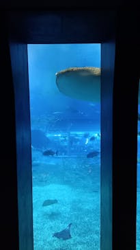 沖縄美ら海水族館に投稿された画像（2022/5/14）