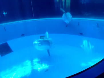 横浜・八景島シーパラダイスに投稿された画像（2022/5/14）