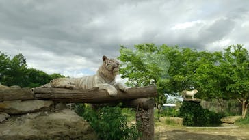 群馬サファリパークに投稿された画像（2022/5/14）