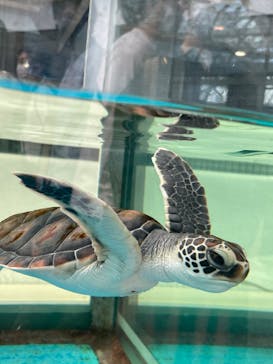 名古屋港水族館に投稿された画像（2022/5/15）