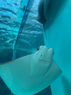 名古屋港水族館に投稿された画像（2022/5/15）