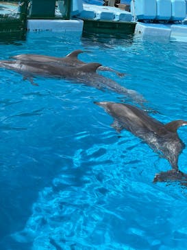 名古屋港水族館に投稿された画像（2022/5/15）