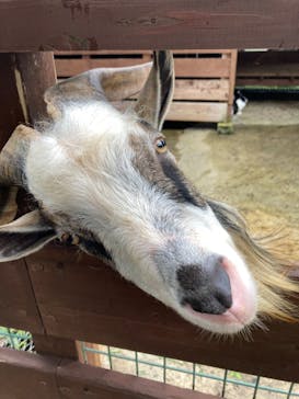 体験王国 むら咲むらに投稿された画像（2022/5/15）