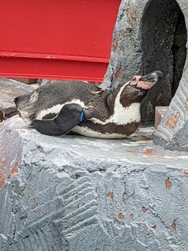 南知多ビーチランド＆南知多おもちゃ王国に投稿された画像（2022/5/15）