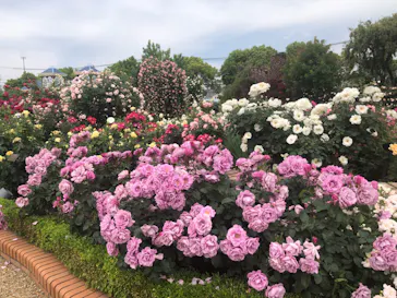 ひらかたパークに投稿された画像（2022/5/15）