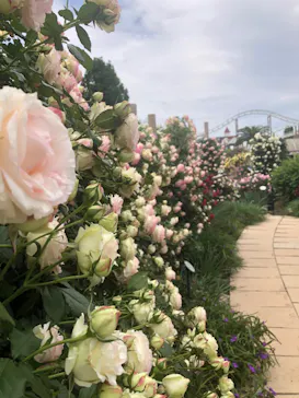 ひらかたパークに投稿された画像（2022/5/15）