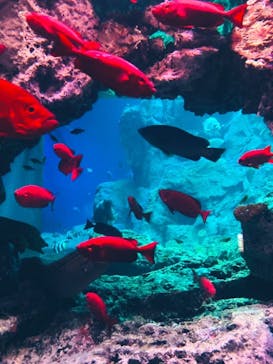 大分マリーンパレス水族館 「うみたまご」に投稿された画像（2022/5/15）