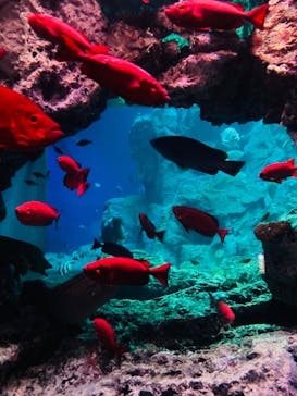 大分マリーンパレス水族館 「うみたまご」に投稿された画像（2022/5/15）