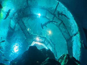 大分マリーンパレス水族館 「うみたまご」に投稿された画像（2022/5/15）