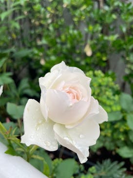 西武園ゆうえんちに投稿された画像（2022/5/15）