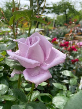 西武園ゆうえんちに投稿された画像（2022/5/15）