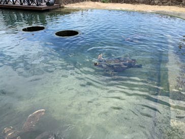 串本海中公園水族館に投稿された画像（2022/5/15）