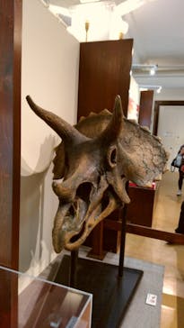 国立科学博物館　特別企画展「ポケモン化石博物館」に投稿された画像（2022/5/15）