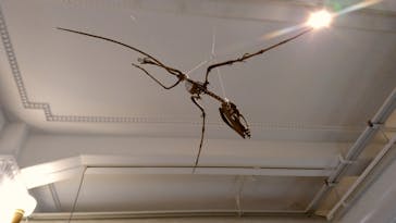 国立科学博物館　特別企画展「ポケモン化石博物館」に投稿された画像（2022/5/15）