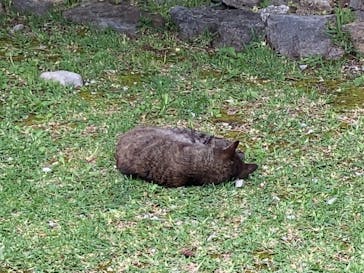 今帰仁城跡に投稿された画像（2022/5/15）