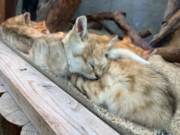 神戸どうぶつ王国に投稿された画像（2022/5/15）