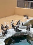 アクアワールド茨城県大洗水族館に投稿された画像（2022/5/15）