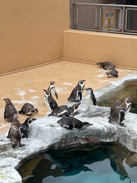 アクアワールド茨城県大洗水族館に投稿された画像（2022/5/15）