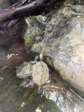 アクアワールド茨城県大洗水族館に投稿された画像（2022/5/15）