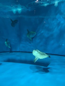 アクアワールド茨城県大洗水族館に投稿された画像（2022/5/15）