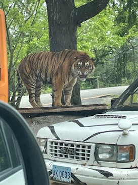 秋吉台自然動物公園 サファリランドに投稿された画像（2022/5/15）